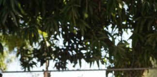 INEFI entrega modernas canchas y utilería en Tamayo