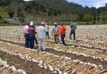 PLD pide al Gobierno pagar deudas a productores e impulsar siembra de ajo en Constanza
