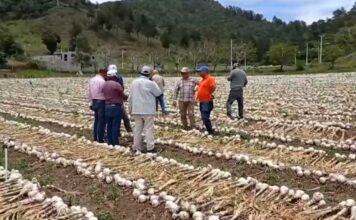 PLD pide al Gobierno pagar deudas a productores e impulsar siembra de ajo en Constanza