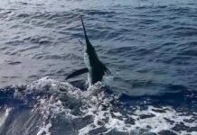 Arranca edición 60 del Torneo de Pesca al Marlin Blanco