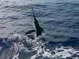 Arranca edición 60 del Torneo de Pesca al Marlin Blanco