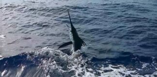 Arranca edición 60 del Torneo de Pesca al Marlin Blanco