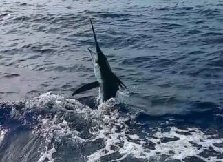 Arranca edición 60 del Torneo de Pesca al Marlin Blanco
