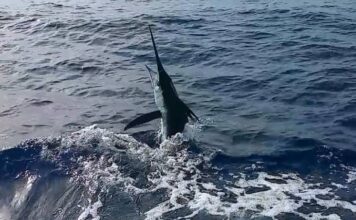 Arranca edición 60 del Torneo de Pesca al Marlin Blanco