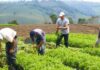 Productores agropecuarios RD buscan garantizar alimentos