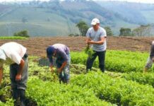 Productores agropecuarios RD buscan garantizar alimentos