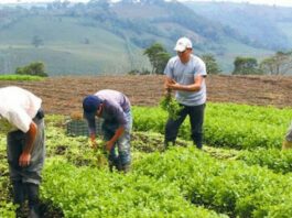 Productores agropecuarios RD buscan garantizar alimentos