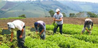 Productores agropecuarios RD buscan garantizar alimentos