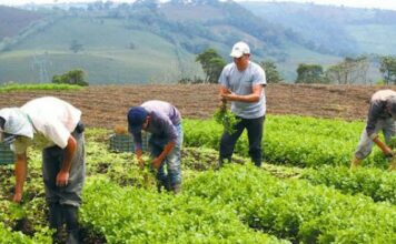 Productores agropecuarios RD buscan garantizar alimentos