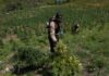 DNCD desmantela finca con más de 3,000 plantas de marihuana en San José de Ocoa