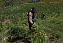 DNCD desmantela finca con más de 3,000 plantas de marihuana en San José de Ocoa