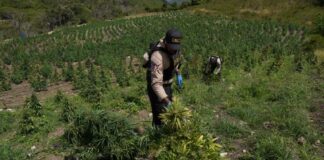 DNCD desmantela finca con más de 3,000 plantas de marihuana en San José de Ocoa