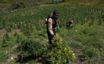 DNCD desmantela finca con más de 3,000 plantas de marihuana en San José de Ocoa
