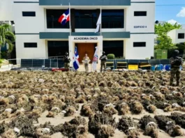 DNCD desmantela otra gran siembra con más de 15 mil plantas de marihuana en Ocoa