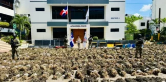 DNCD desmantela otra gran siembra con más de 15 mil plantas de marihuana en Ocoa