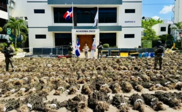 DNCD desmantela otra gran siembra con más de 15 mil plantas de marihuana en Ocoa