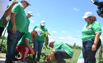 Siembra de árboles dará inicio a celebración del Día Olímpico