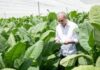 República Dominicana impulsa modernización cultivo tabaco