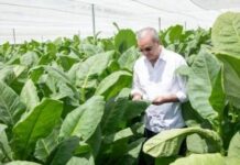 República Dominicana impulsa modernización cultivo tabaco