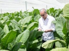 República Dominicana impulsa modernización cultivo tabaco