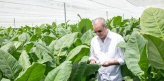 República Dominicana impulsa modernización cultivo tabaco