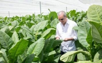 República Dominicana impulsa modernización cultivo tabaco