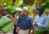 Agricultura adopta medidas para el desarrollo de Pedernales
