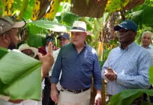 Agricultura adopta medidas para el desarrollo de Pedernales