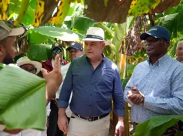 Agricultura adopta medidas para el desarrollo de Pedernales