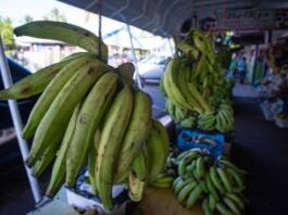 Agricultura descarta alzas del plátano pese a sequía en zonas productoras