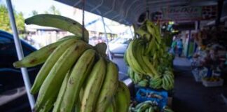 Agricultura descarta alzas del plátano pese a sequía en zonas productoras