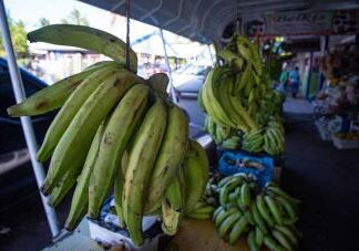 Agricultura descarta alzas del plátano pese a sequía en zonas productoras