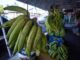 Agricultura descarta alzas del plátano pese a sequía en zonas productoras