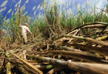 Más azúcar dominicana tendrá espacio en el mercado de EEUU