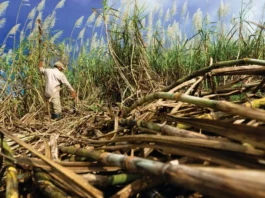 Más azúcar dominicana tendrá espacio en el mercado de EEUU