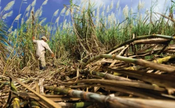 Más azúcar dominicana tendrá espacio en el mercado de EEUU